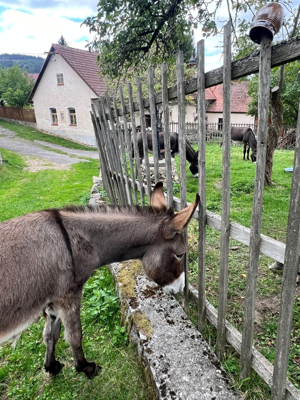 Oslík nakukuje přes plot u chalupy