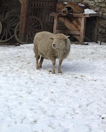 Ovečka
